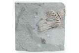 Fossil Crinoid (Actinocrinites) - Crawfordsville, Indiana #358054-1
